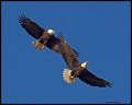 _4SB0681 bald eagles